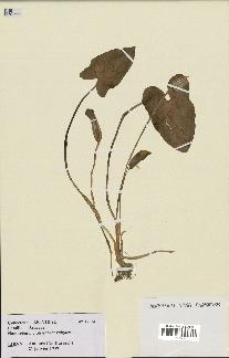 spécimen de Arisarum vulgare
