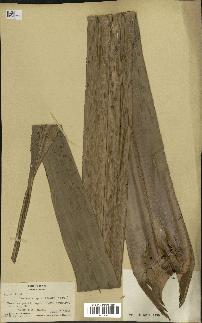 spécimen de Pandanus tectorius