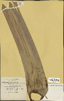 spécimen de Pandanus tectorius