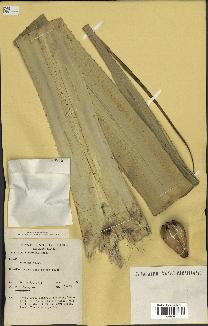 spécimen de Pandanus tectorius