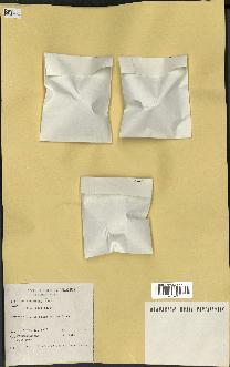 spécimen de Pandanus tectorius