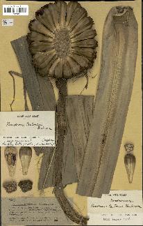 spécimen de Pandanus tectorius