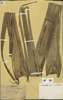 spécimen de Pandanus tectorius