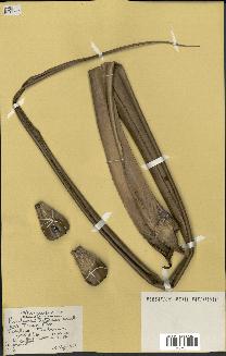 spécimen de Pandanus tectorius