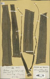 spécimen de Pandanus tectorius