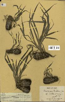 spécimen de Pandanus tectorius