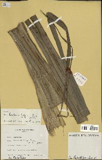 spécimen de Pandanus tectorius