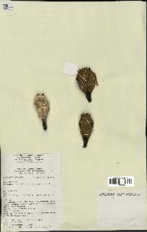 spécimen de Pandanus tectorius