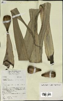 spécimen de Pandanus tectorius