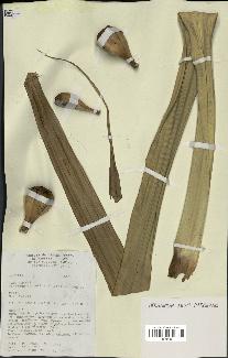 spécimen de Pandanus tectorius