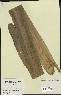 spécimen de Pandanus tectorius