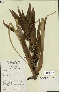 spécimen de Pandanus tectorius
