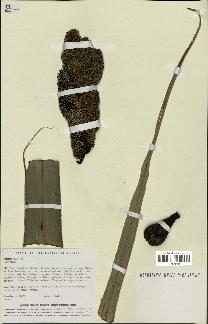 spécimen de Pandanus tectorius