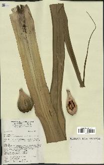 spécimen de Pandanus tectorius