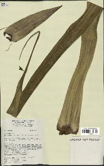 spécimen de Pandanus tectorius