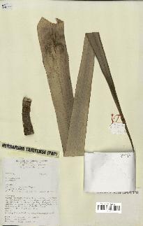 spécimen de Pandanus tectorius