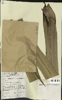 spécimen de Pandanus tectorius