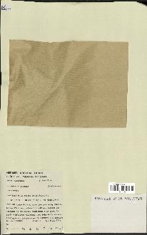 spécimen de Pandanus tectorius