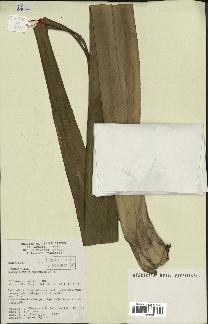 spécimen de Pandanus tectorius