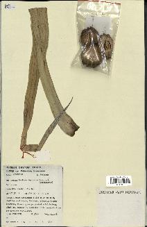 spécimen de Pandanus tectorius