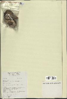 spécimen de Pandanus tectorius