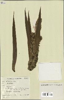 spécimen de Pandanus tectorius