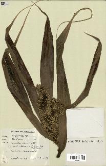 spécimen de Pandanus tectorius