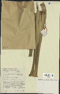 spécimen de Pandanus tectorius