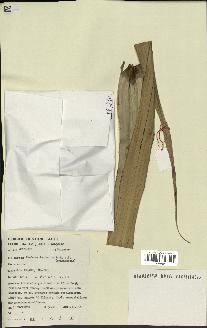 spécimen de Pandanus tectorius