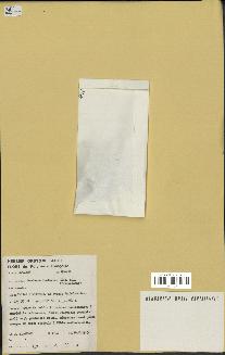 spécimen de Pandanus tectorius