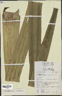 spécimen de Pandanus tectorius