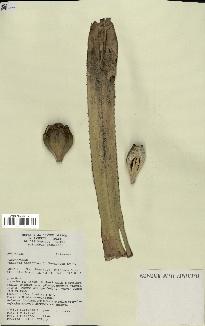 spécimen de Pandanus tectorius