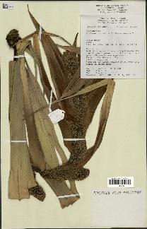 spécimen de Pandanus tectorius