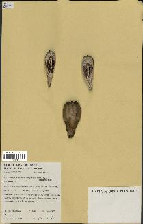 spécimen de Pandanus tectorius