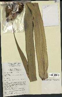 spécimen de Pandanus tectorius