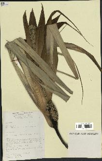 spécimen de Pandanus tectorius
