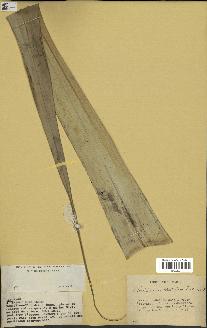 spécimen de Pandanus tectorius