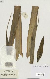 spécimen de Pandanus tectorius