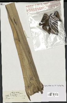 spécimen de Pandanus tectorius