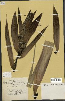 spécimen de Pandanus tectorius