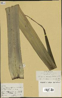 spécimen de Pandanus tectorius