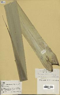 spécimen de Pandanus tectorius