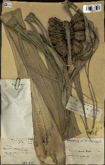 spécimen de Pandanus tectorius