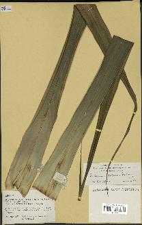 spécimen de Pandanus tectorius