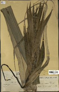 spécimen de Pandanus tectorius