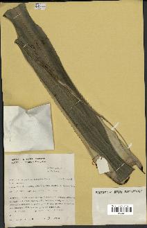 spécimen de Pandanus tectorius