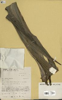 spécimen de Pandanus tectorius