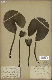 spécimen de Nymphaea alba