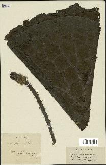 spécimen de Euryale ferox