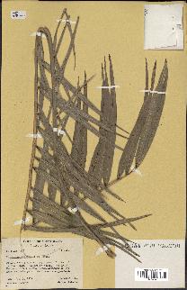 spécimen de Phoenix sylvestris